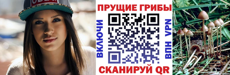 Купить закладки  Тобольск  Псилоцибиновые грибы GOLDEN TEACHER 